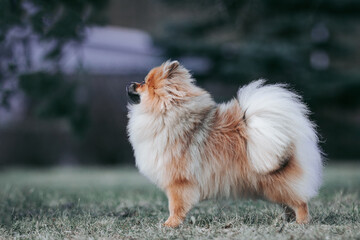 Pomeranian baby posing outside. Small pomeranian puppy.	