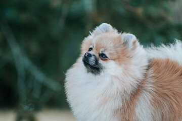 Pomeranian baby posing outside. Small pomeranian puppy.	