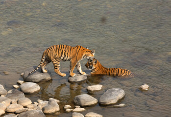Fototapeta na wymiar Tigress cub walking near to mother at Jim Corbett Tiger Reserve