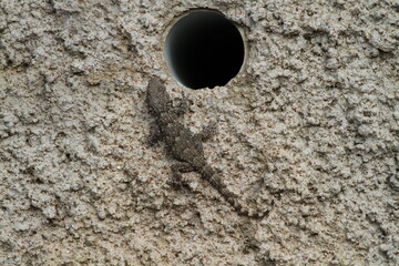Tarente de maurétanie