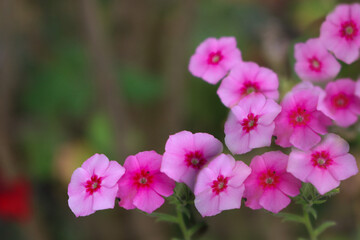 Several small pink flowers forming an arched background, green background