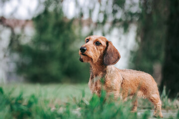 Miniature dachshund posing outside in the part.	