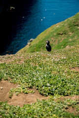 Skomer Puffin Pembrokeshire