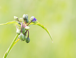 close up of a flower of a plant