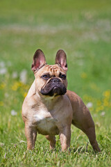 french bulldog portrait in the nature
