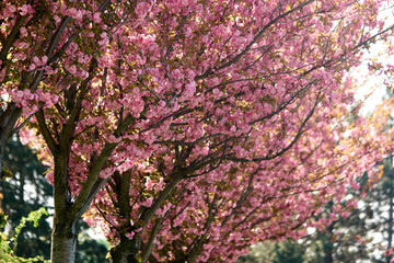 Cherry blossom trees close up. Pink flowers of cherry blossom tree. Beautiful floral background.