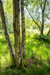 Trunks of three trees with green moss and grass