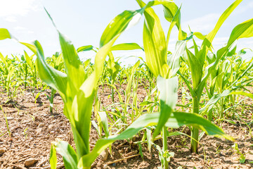 Fototapeta premium Close up of green young maize sprouts, on a bright sunny day