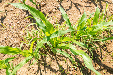Close up of green young maize sprouts on dry soil