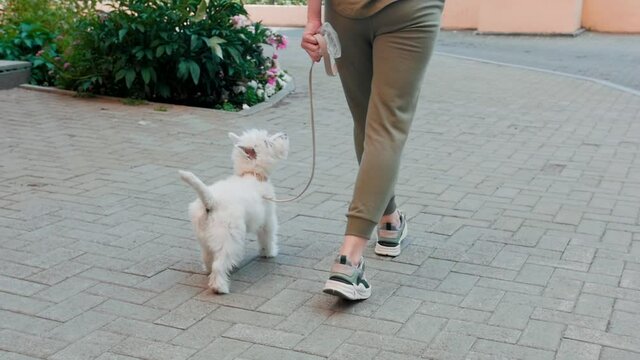 Little puppy terrier walking outside in green foliage with a young girl. SlowMo