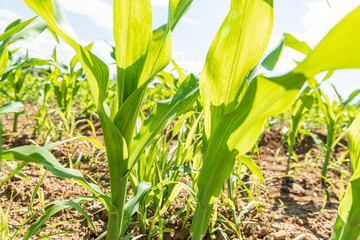 Close up of green young maize sprouts, on a bright sunny day