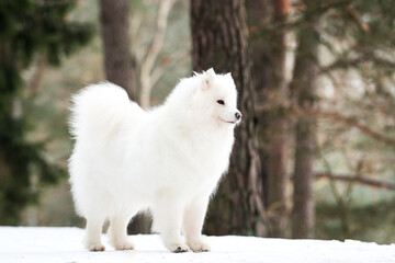 Samoyed dog posing in the beautiful winter background	