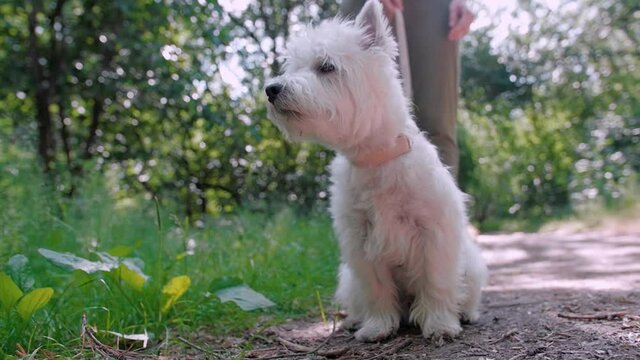 Little puppy terrier walking outside in green foliage with a young girl. SlowMo