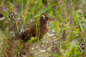  Virginia rail. Wading bird looking for food in the shallow overgrown waters of swamps and reeds