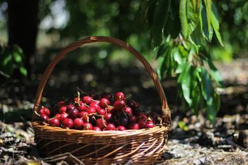 Fototapeta na wymiar basket of cherries