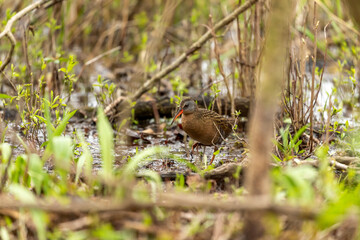  Virginia rail. Wading bird looking for food in the shallow overgrown waters of swamps and reeds