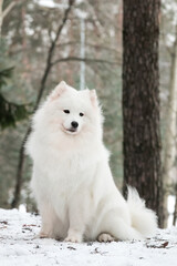 Samoyed dog posing in the beautiful winter background