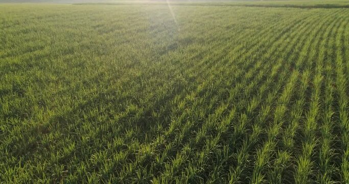 Sugarcane field at sunrise. Aerial view or top view of Sugarcane or agriculture in Brazil. 4K.