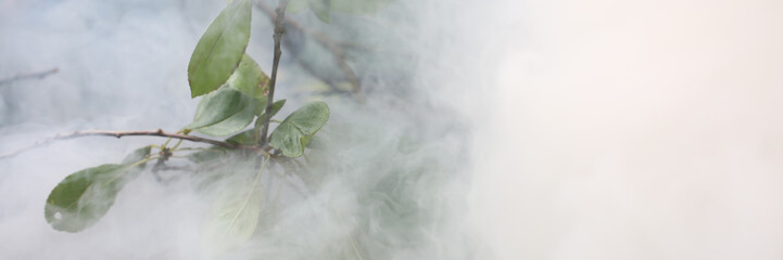 Close-up of plant enveloped in smoke. Cloud of thick fumes around flower in field. Forest fires and...