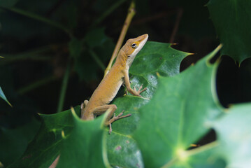 Anole lizard