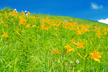 ニッコウキスゲの花畑の中を歩く人(霧ヶ峰)