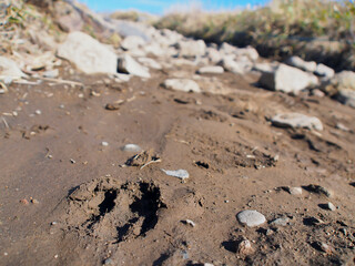 ぬかるんだ土に残された野生鹿の足跡