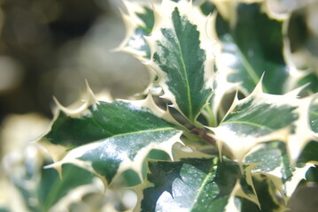 Obraz premium Holly bush