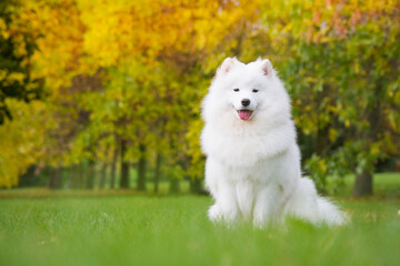 Samoyed dog posing in the beautiful park.