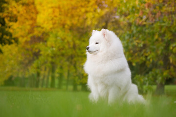 Naklejka na ściany i meble Samoyed dog posing in the beautiful park.