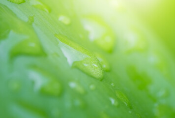 Concept nature of green leaf on blurred bokeh with copy space using as background natural, abstract background, greenery background, fresh wallpaper.