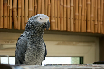 Portrait of beautiful gray African parrot in the zoo. Big Jaco parrot sitting in the cage....