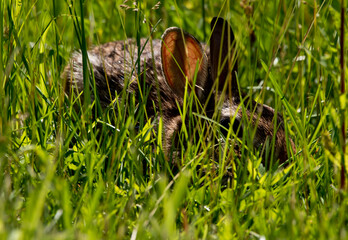 rabbit in the grass