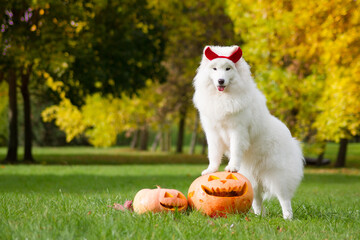 Two dogs with halloween pumpkins. Two samoyeds and pumpkins.