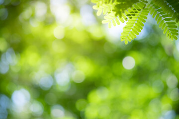 Concept nature of green leaf on blurred bokeh with copy space using as background natural, abstract background, greenery background, fresh wallpaper.