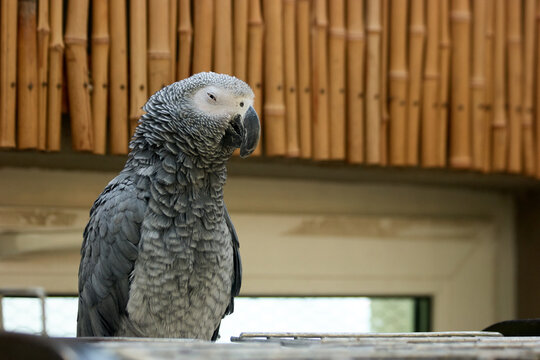 Portrait of beautiful gray African parrot in the zoo. Big Jaco parrot sitting in the cage. Domesticated tropical bird.
