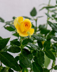 Yellow little roses in drops of water.