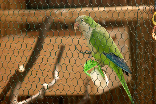 Beautiful green parrot sitting in zoo cage. Small colorful wild bird behind the fence. Cute domesticated animal.