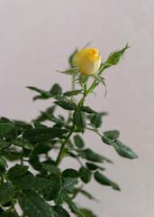 Yellow little roses in drops of water.