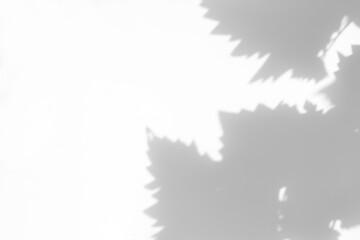 Overlay effect for photo. Gray shadow of grape leaves on a white wall. Abstract neutral nature concept blurred background. Space for text.