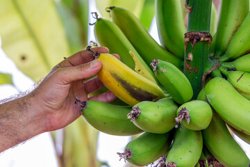 A banana scraping hand from a banana tree. The term banana is also used as the common name for the...