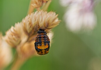 ladybird beetle pupa  on a grass head 