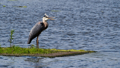 great blue heron in the marsh