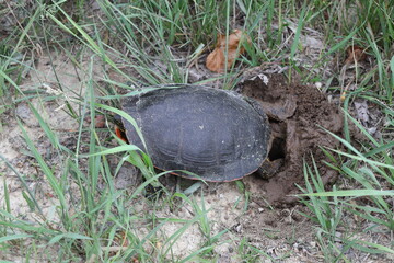 Painted turtle (Chrysemys picta) digging a hole to lay her eggs
