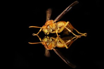 Yellow indian wasp closeup