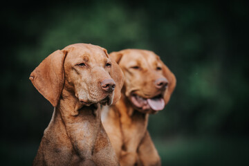 Two vizla girls posing outside. Vizla dog portrait in green background. 