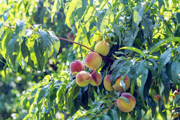 Peach tree and peaches in Turkey. Peaches with white flesh typically are very sweet with little...