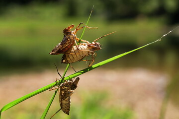 Molting cicada close up with stuck in the leaves