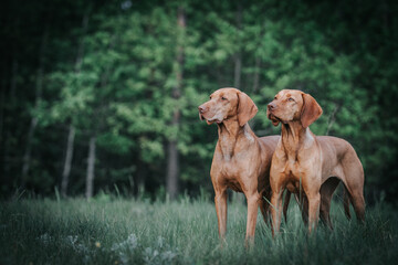 Fototapeta premium Two vizla girls posing outside. Vizla dog portrait in green background. 
