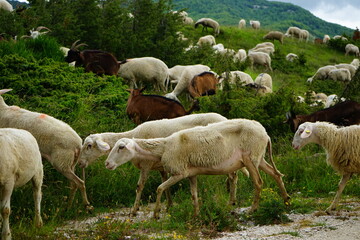 Grazing sheep on the mountain