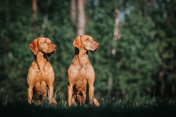 Two vizla girls posing outside. Vizla dog portrait in green background.	